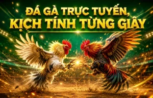 xunchiyigou đá gà